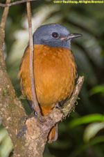 rock thrush